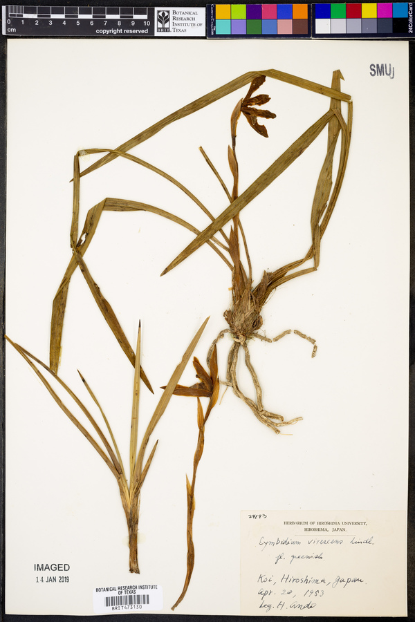 Cymbidium virescens image