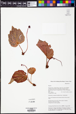 Image of Begonia labordei