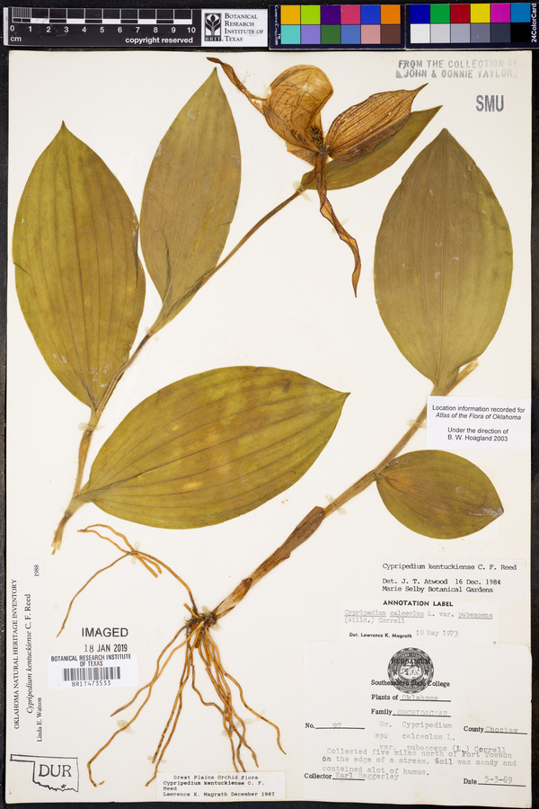 Cypripedium kentuckiense image