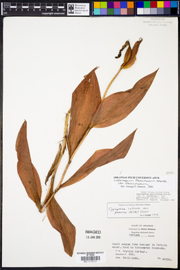 Cypripedium parviflorum var. pubescens image