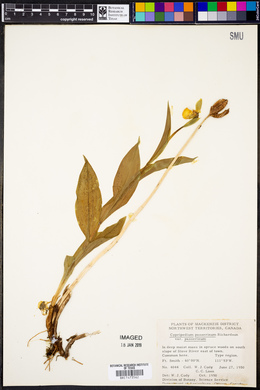 Cypripedium passerinum var. passerinum image