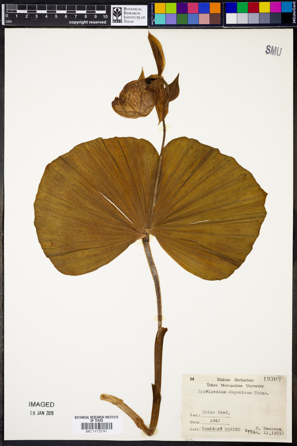 Cypripedium japonicum image