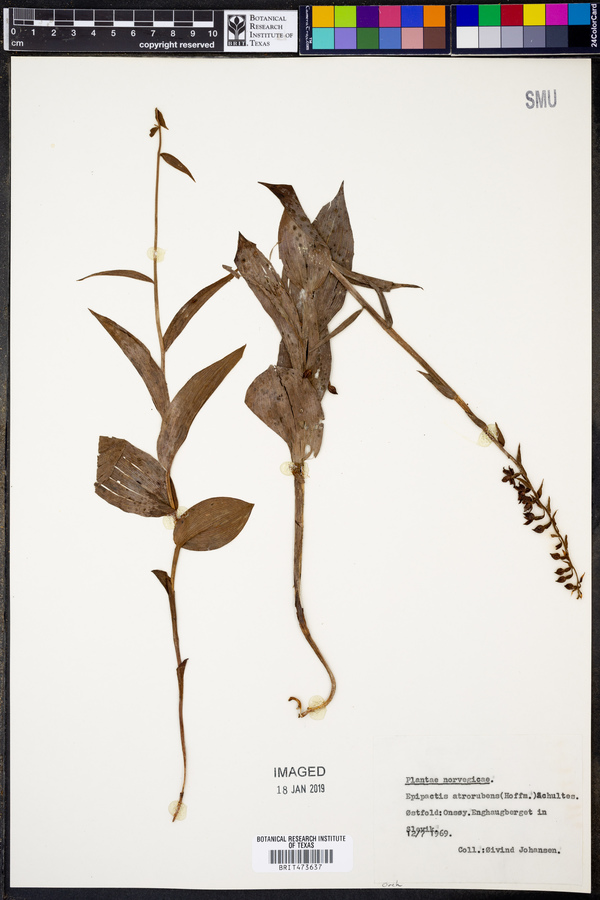 Epipactis atrorubens image