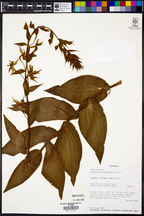 Epipactis africana image