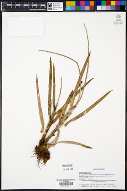 Eria paniculata image