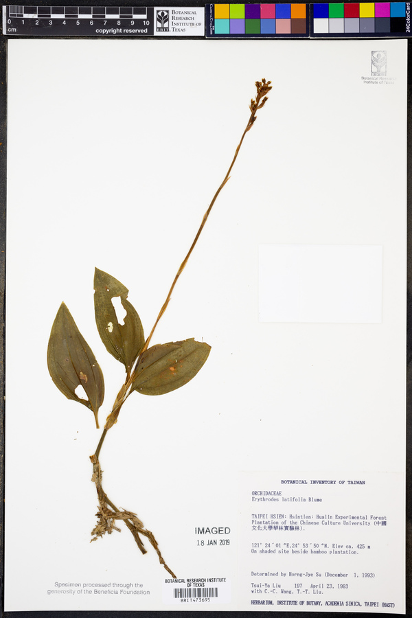 Erythrodes latifolia image