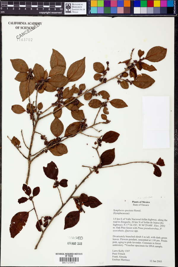 Symplocos nigridentata image