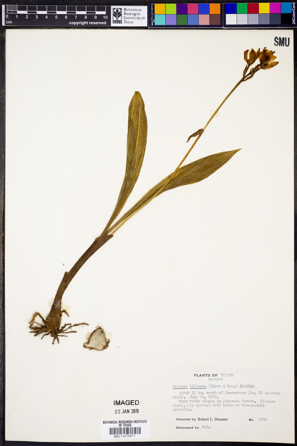 Govenia liliacea image