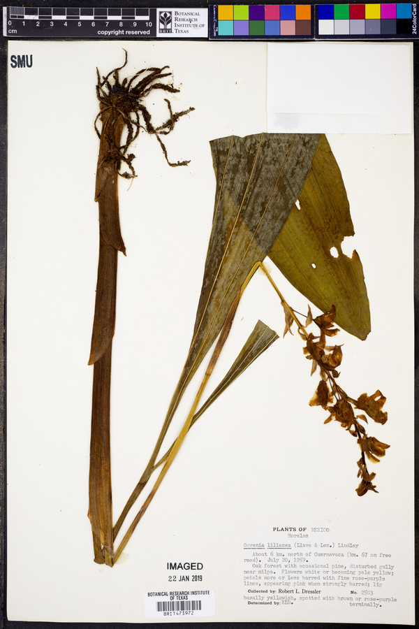 Govenia liliacea image
