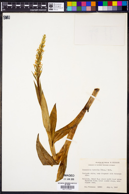 Platanthera hyperborea image