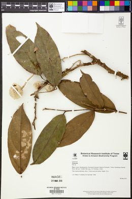 Image Associated With the Occurence