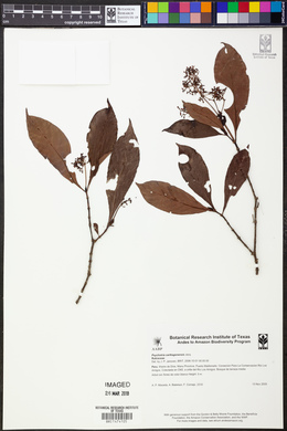 Psychotria carthagenensis image