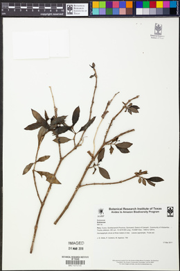 Media resource of Notopleura epiphytica