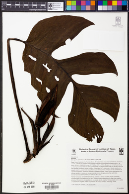 Monstera spruceana image