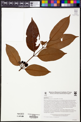 Lacmellea arborescens image