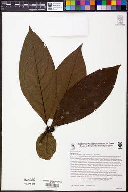 Cordia nodosa image