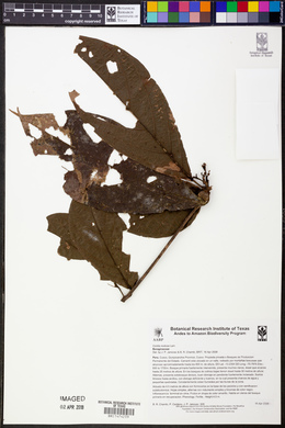 Cordia nodosa image