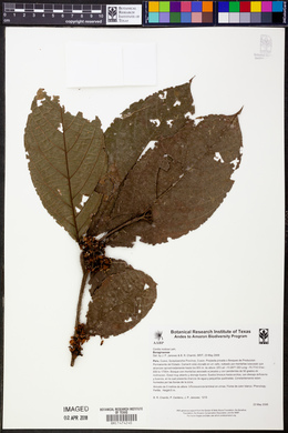 Cordia nodosa image