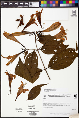 Coutarea hexandra image