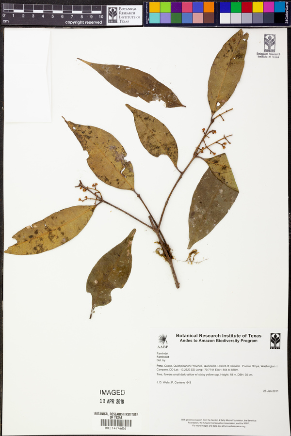 Hippocrateaceae image