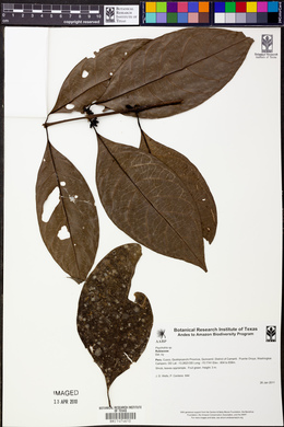 Image Associated With the Occurence
