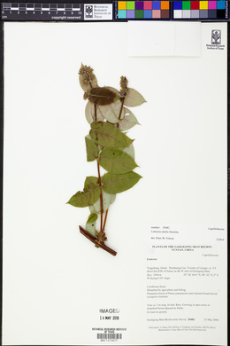 Lonicera similis image