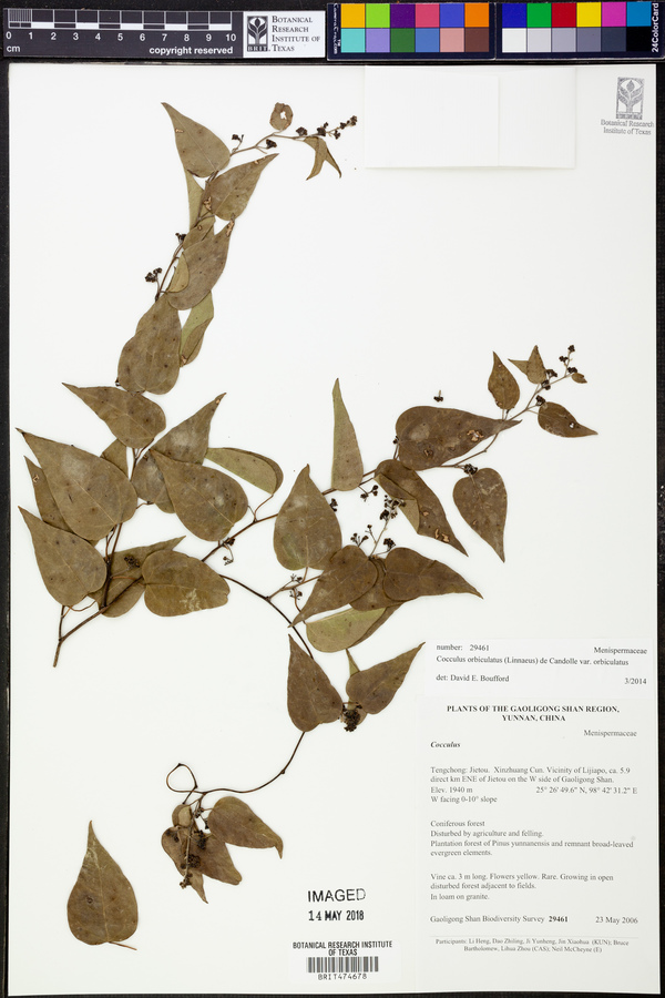 Cocculus orbiculatus var. orbiculatus image