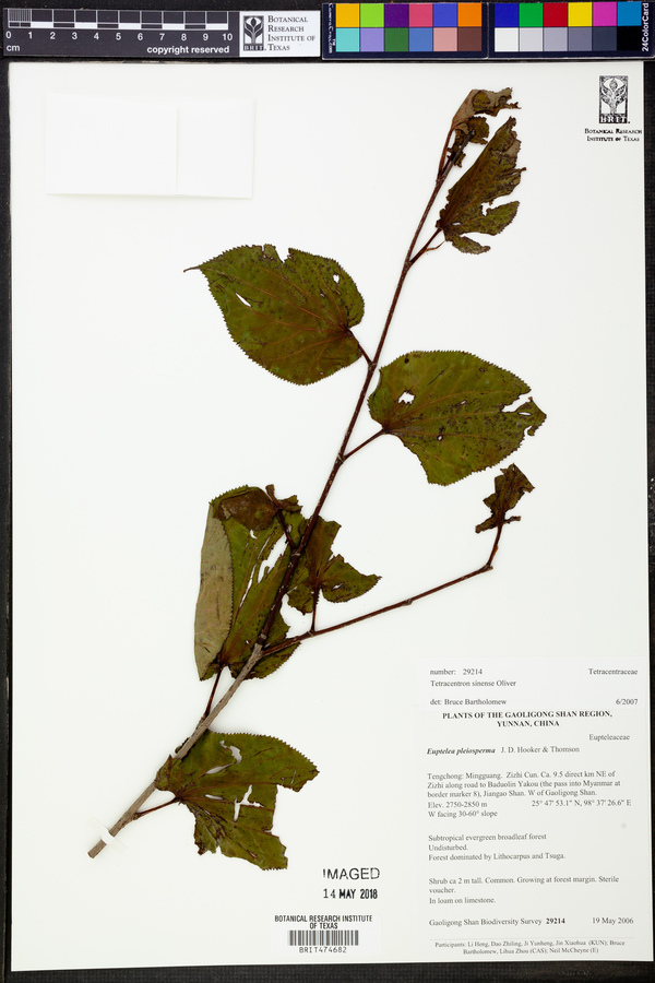 Tetracentron sinense image