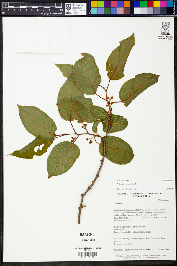 Actinidia venosa image