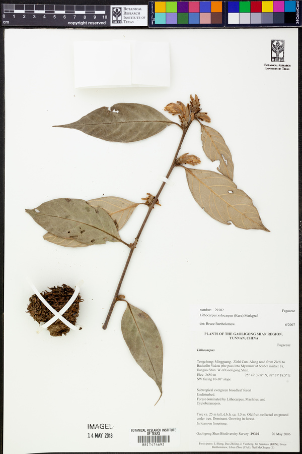 Lithocarpus xylocarpus image