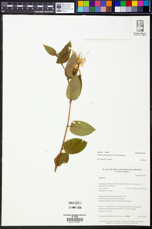 Lonicera macrantha image