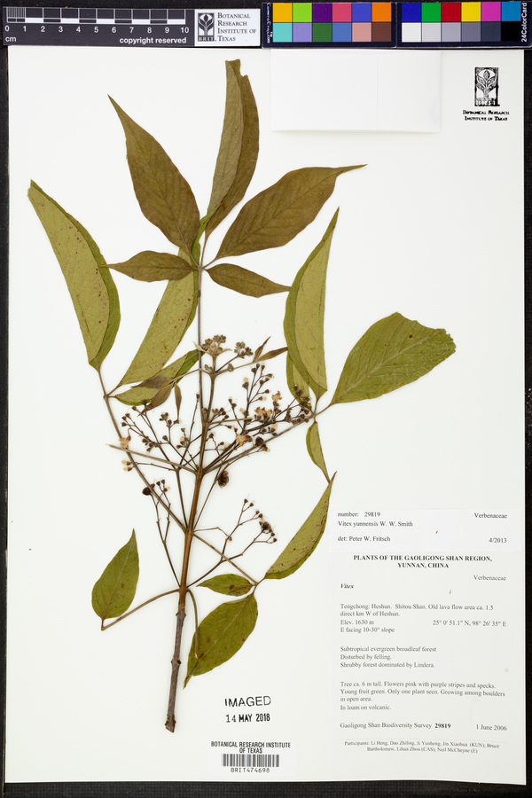 Vitex yunnanensis image