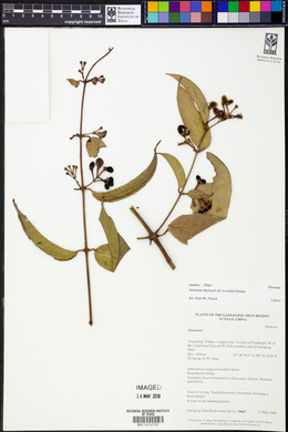 Jasminum duclouxii image