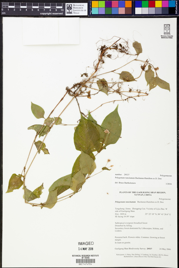 Polygonum runcinatum image