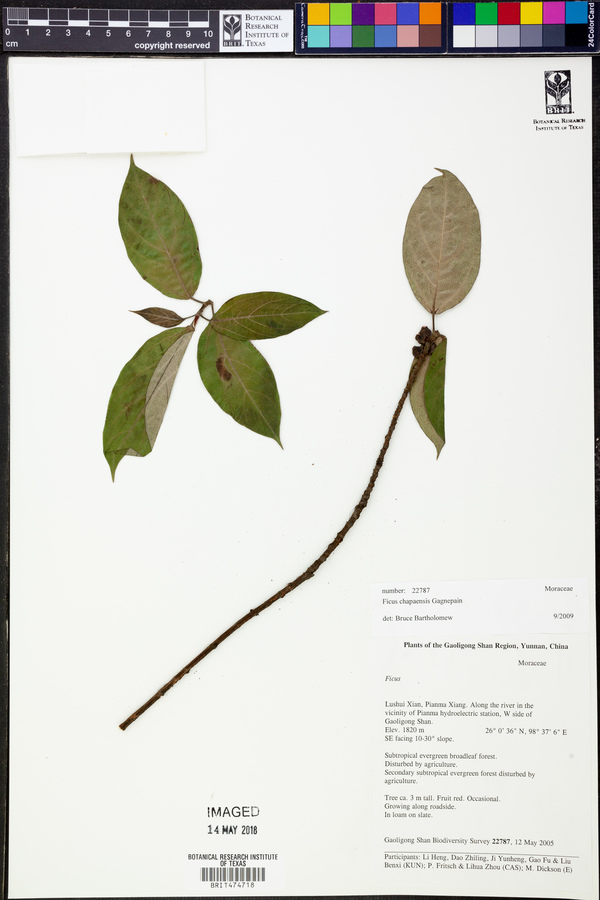 Ficus chapaensis image