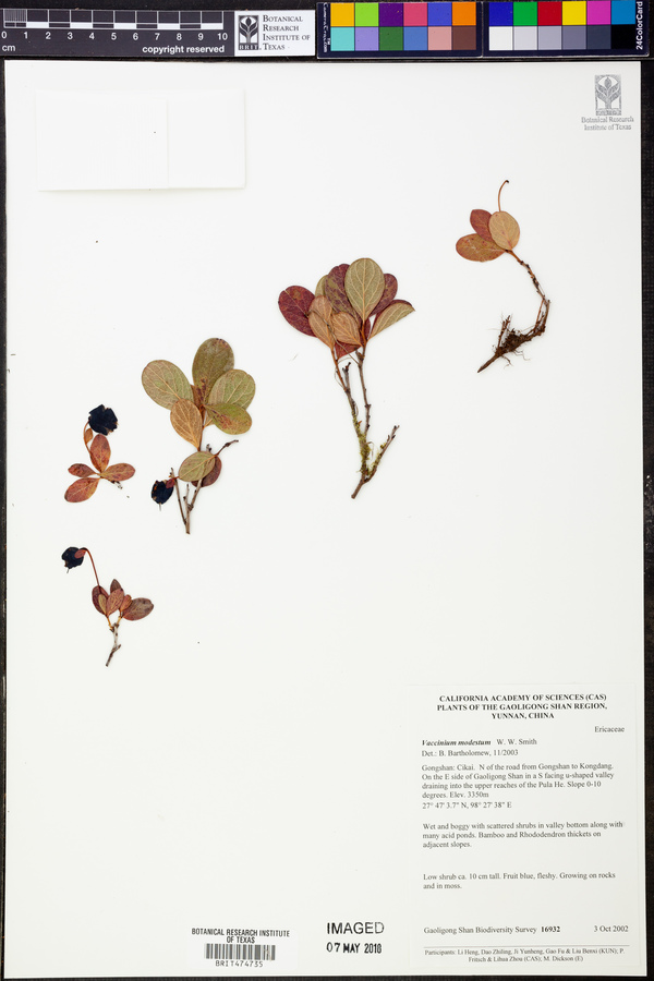 Vaccinium modestum image