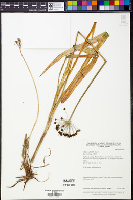 Allium wallichii image