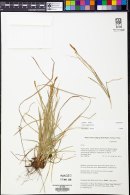 Carex fragilis image