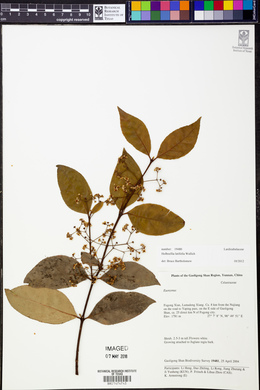 Holboellia latifolia image