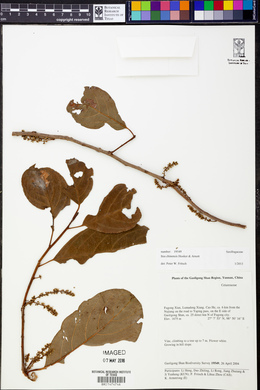 Itea chinensis image