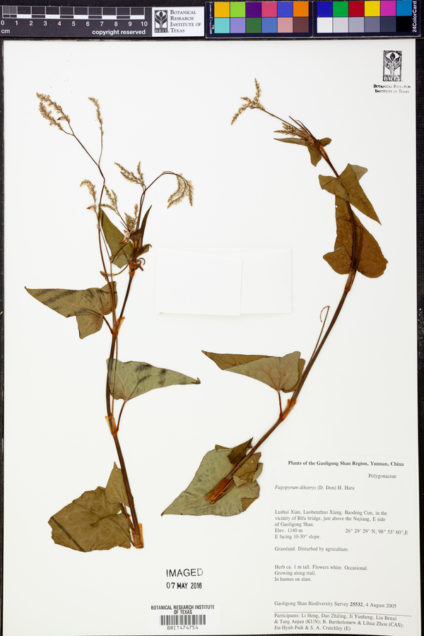Fagopyrum dibotrys image