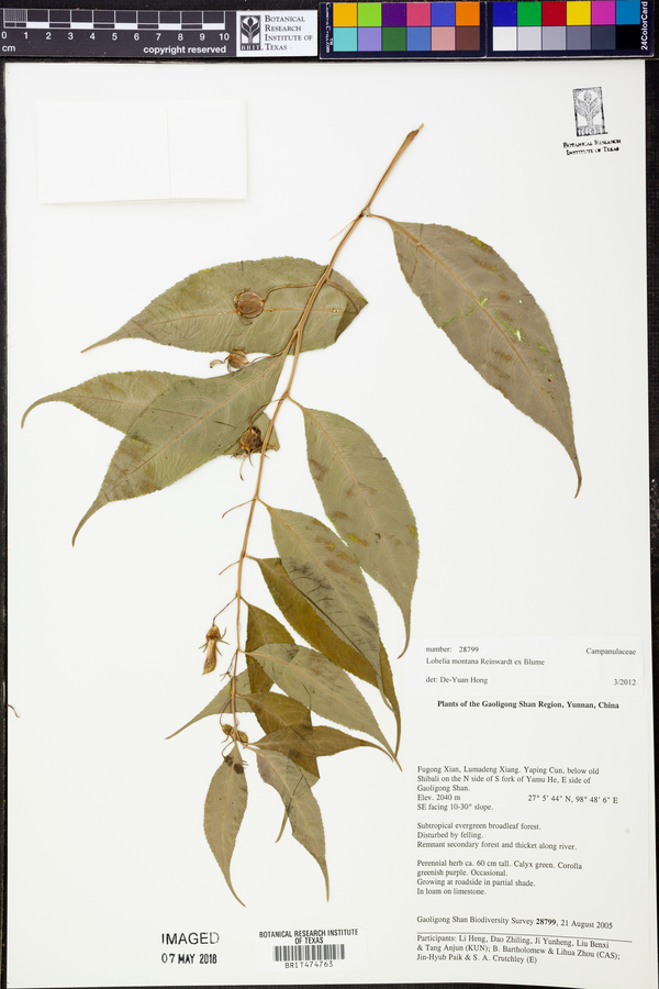 Lobelia montana image