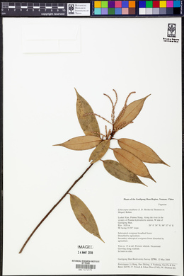Lithocarpus dealbatus image