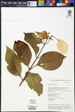 Image Associated With the Occurence