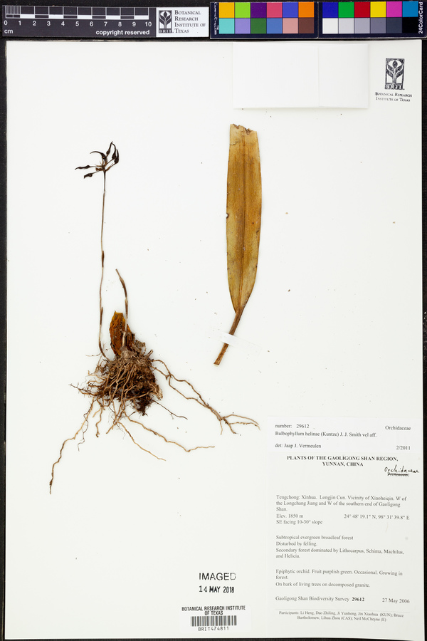 Bulbophyllum helenae image