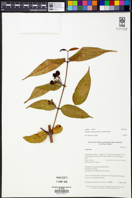 Jasminum duclouxii image