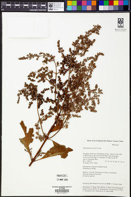 Wendlandia speciosa image