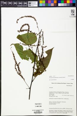 Deeringia amaranthoides image