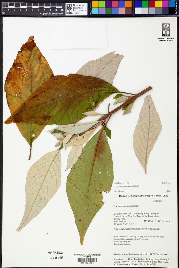 Leucosceptrum canum image
