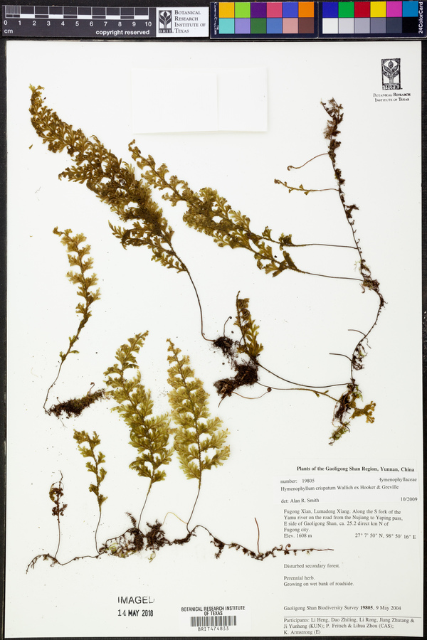 Hymenophyllum crispatum image